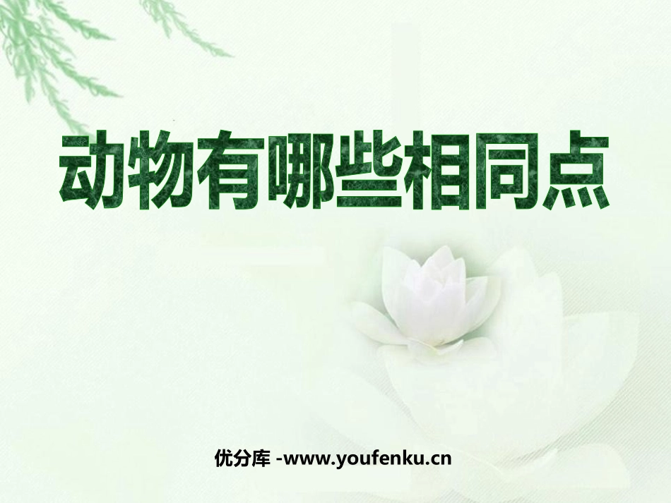 《动物有哪些相同点》动物PPT课件[教科版三年级科学上册]_第1页