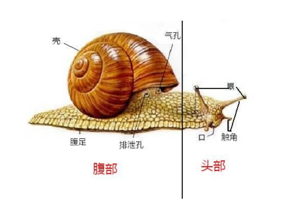 《动物有哪些相同点》动物PPT课件[教科版三年级科学上册]_第2页