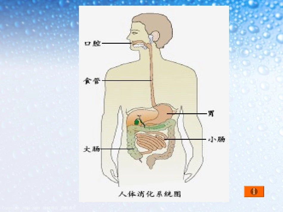 《食物在体内的旅行》我们的身体PPT课件[教科版四年级科学]_第3页