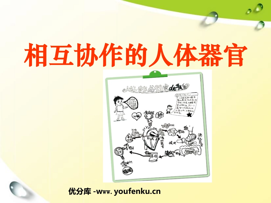 《相互协作的人体器官》我们的身体PPT课件[教科版四年级科学]_第1页