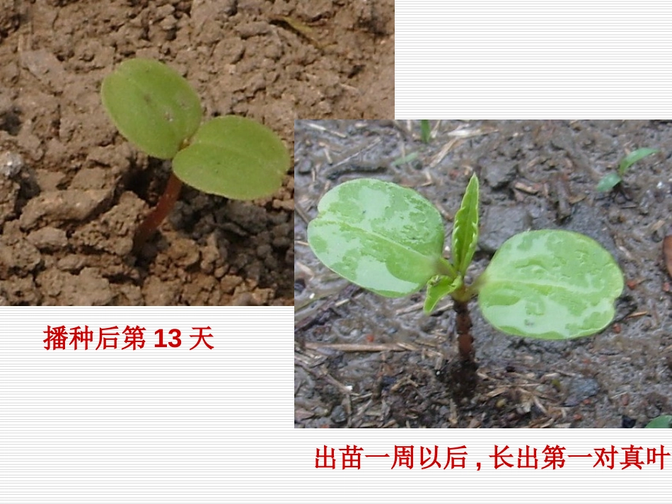 《种子发芽实验(一)》生物与环境PPT课件[教科版五年级科学]_第2页