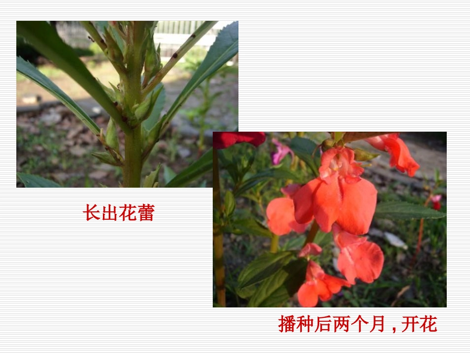 《种子发芽实验(一)》生物与环境PPT课件[教科版五年级科学]_第3页