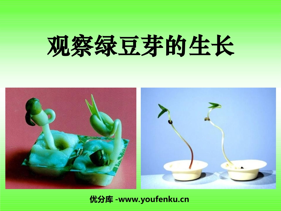 《观察绿豆芽的生长》生物与环境PPT课件[教科版五年级科学]_第1页
