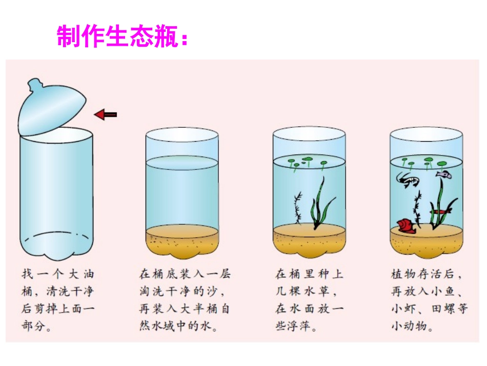 《做一个生态瓶》生物与环境PPT课件[教科版五年级科学上册]_第3页