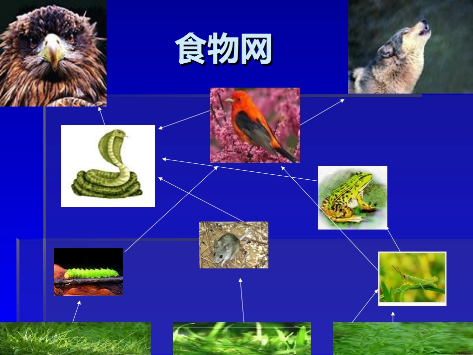 《维护生态平衡》生物与环境PPT课件[教科版五年级科学上册]_第2页