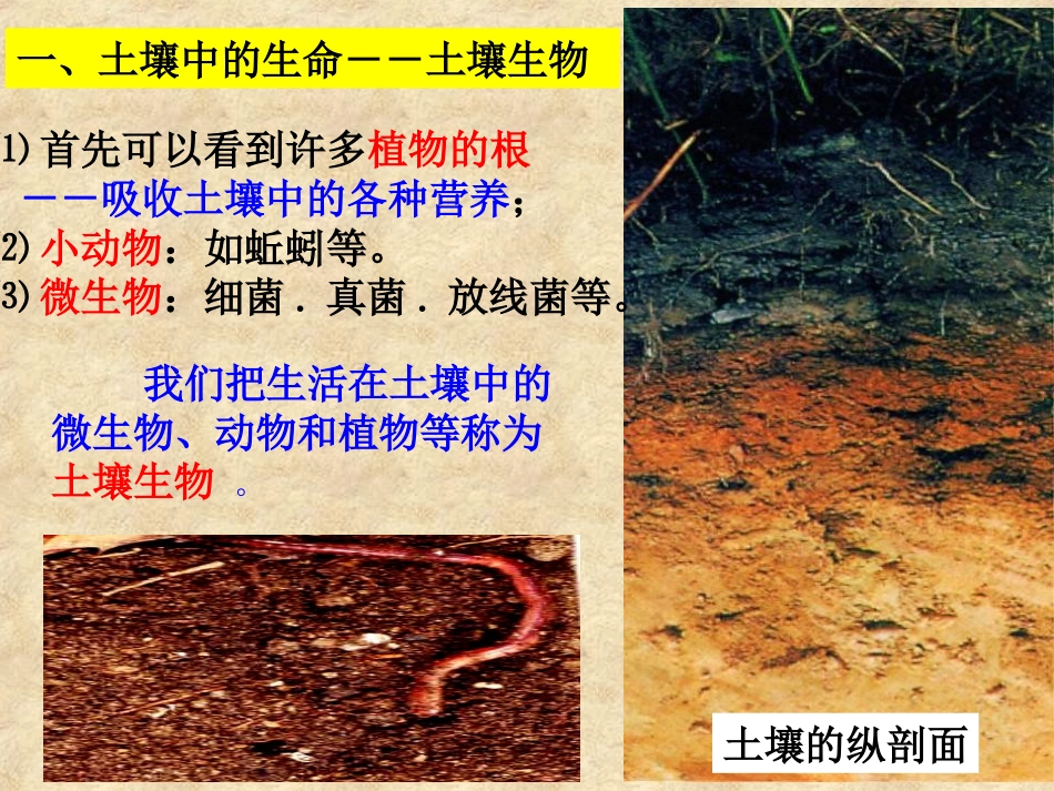 《土壤中有什么》地球表面及其变化PPT课件[教科版五年级科学]_第2页
