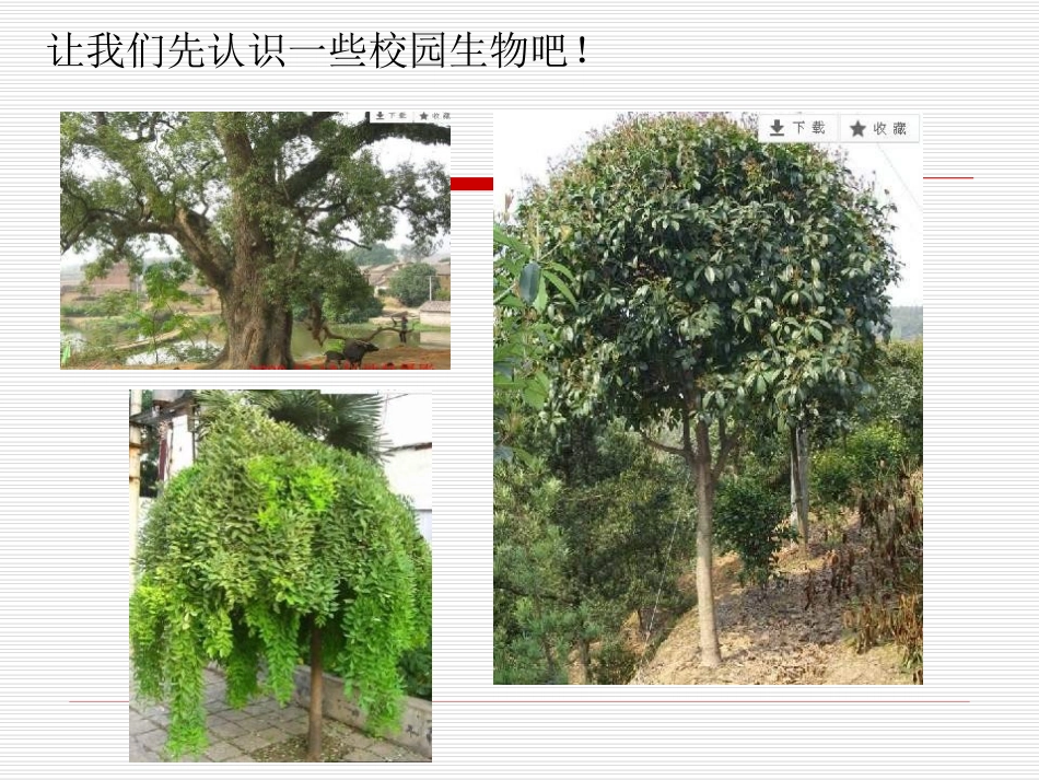 《校园生物大搜索》生物的多样性PPT课件[教科版六年级科学]_第2页