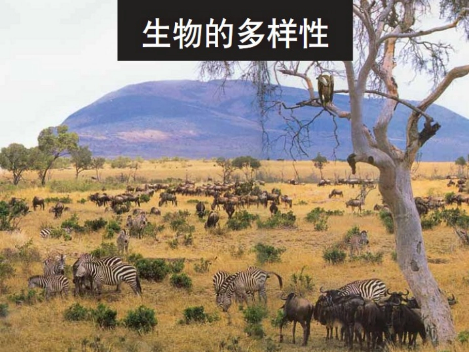 《校园生物大搜索》生物的多样性PPT课件[教科版六年级科学]_第2页