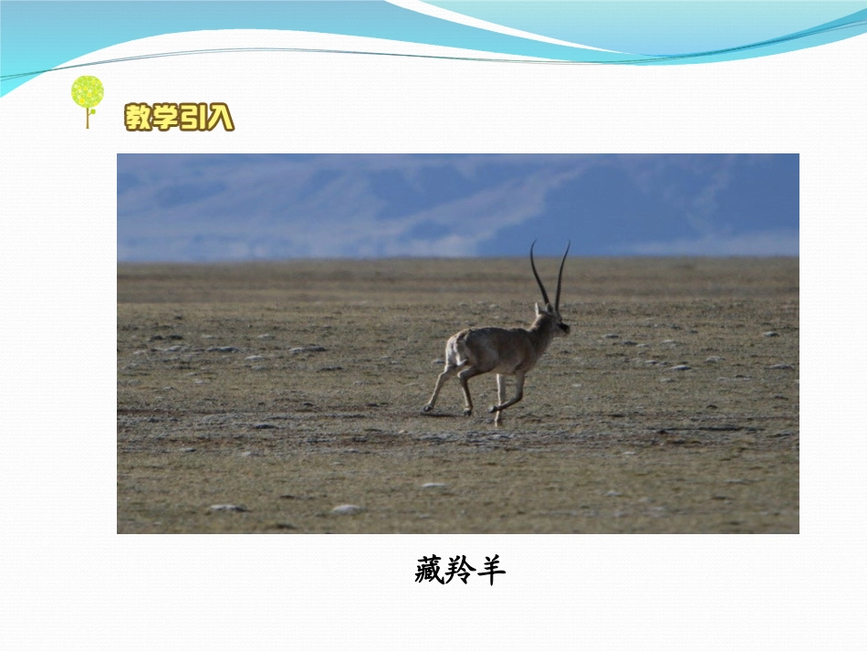 《校园生物分布图》生物的多样性PPT课件[教科版六年级科学]_第2页
