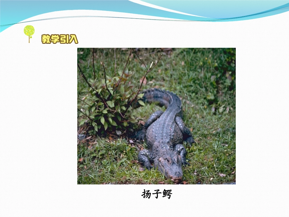 《校园生物分布图》生物的多样性PPT课件[教科版六年级科学]_第3页