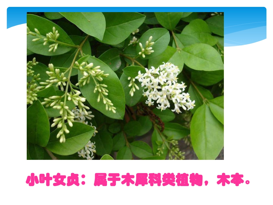 《多种多样的植物》生物的多样性PPT课件[教科版六年级科学]_第3页