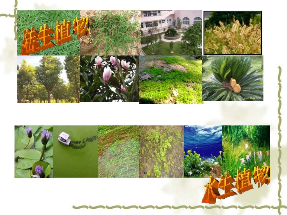 《多种多样的植物》生物的多样性PPT课件[教科版六年级科学]_第3页