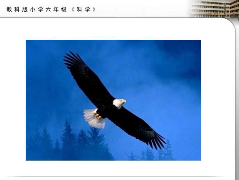 《原来是相关联的》生物的多样性PPT课件[教科版六年级科学]_第3页