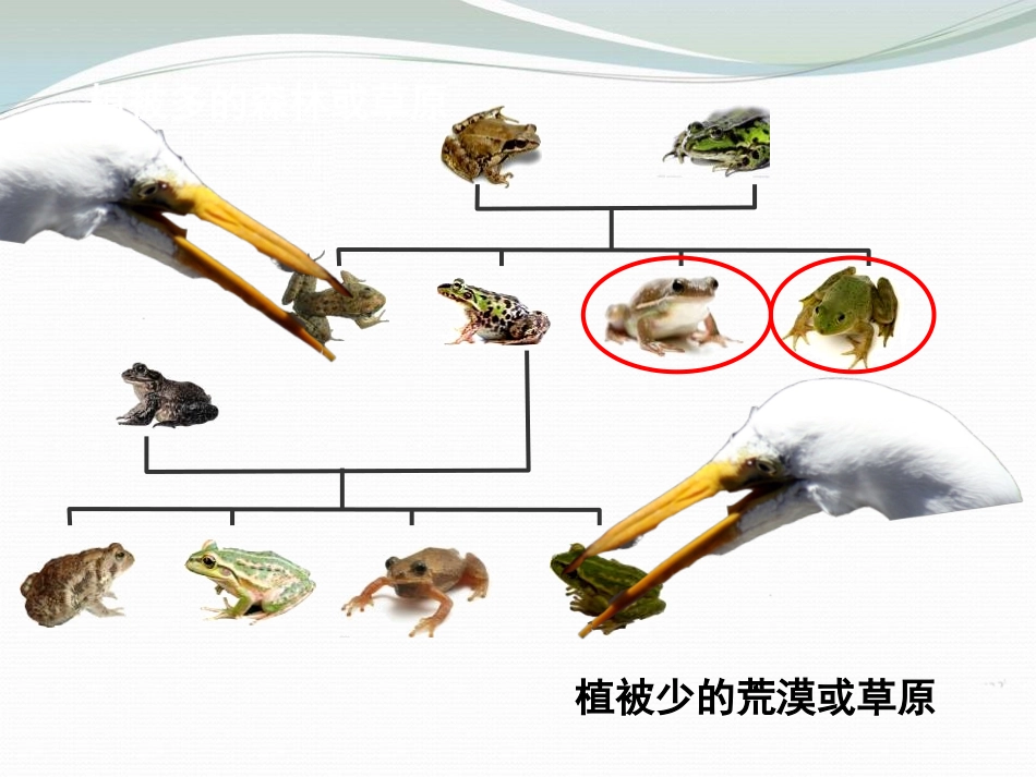 《谁选择了它们》生物的多样性PPT课件[教科版六年级科学]_第2页