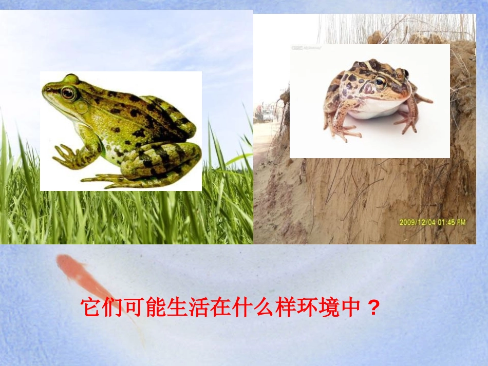 《谁选择了它们》生物的多样性PPT课件[教科版六年级科学]_第2页
