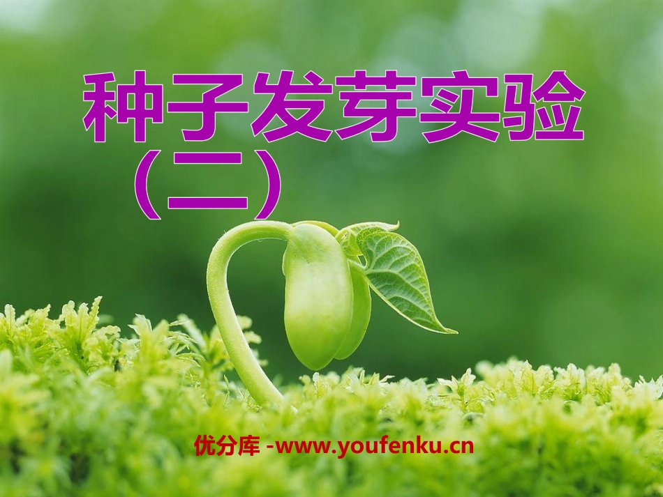 《种子发芽实验(二)》生物与环境PPT课件[教科版五年级科学]_第1页