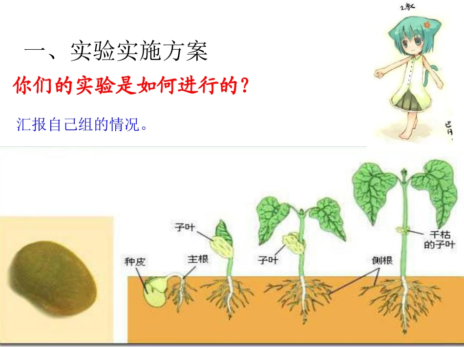 《种子发芽实验(二)》生物与环境PPT课件[教科版五年级科学]_第2页
