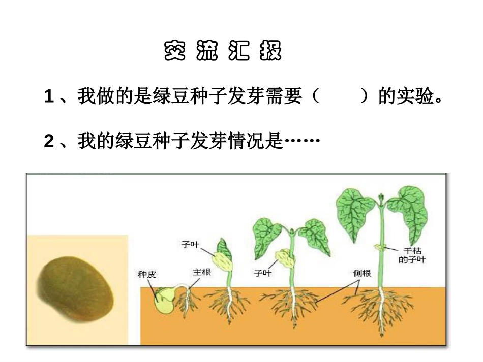 《种子发芽实验(二)》生物与环境PPT课件[教科版五年级科学]_第2页