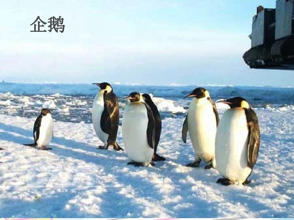 《生物的特征》认识生物PPT课件[人教版七年级生物上册]_第1页
