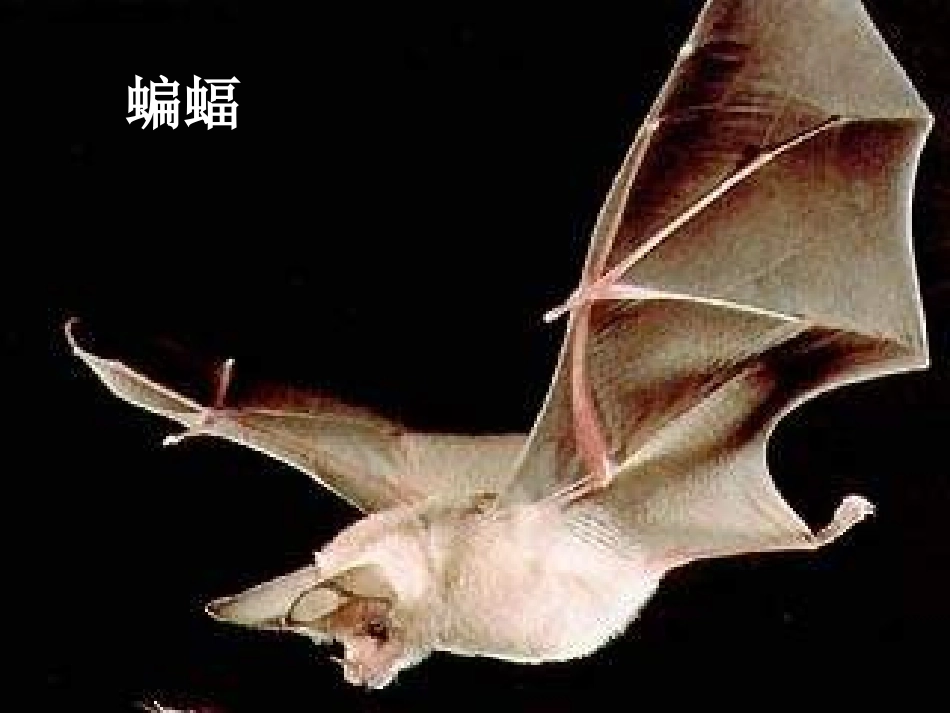 《生物的特征》认识生物PPT课件[人教版七年级生物上册]_第2页