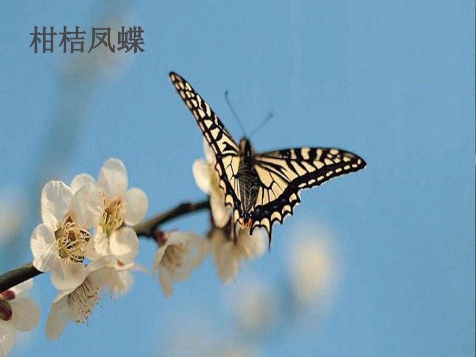 《生物的特征》认识生物PPT课件[人教版七年级生物上册]_第3页
