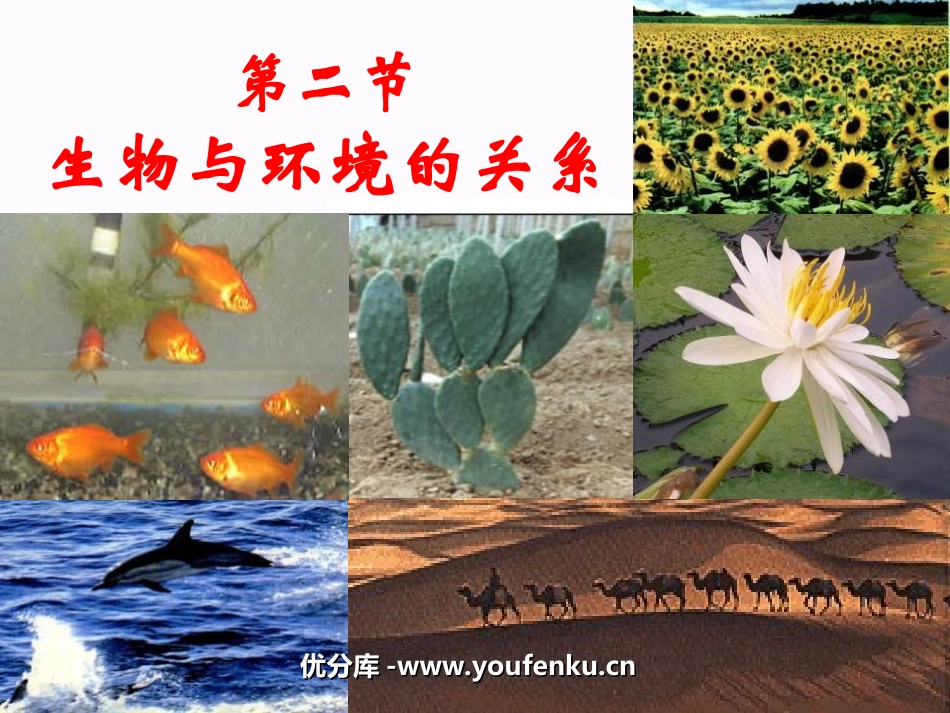 《生物与环境的关系》了解生物圈PPT课件[人教版七年级生物]_第1页
