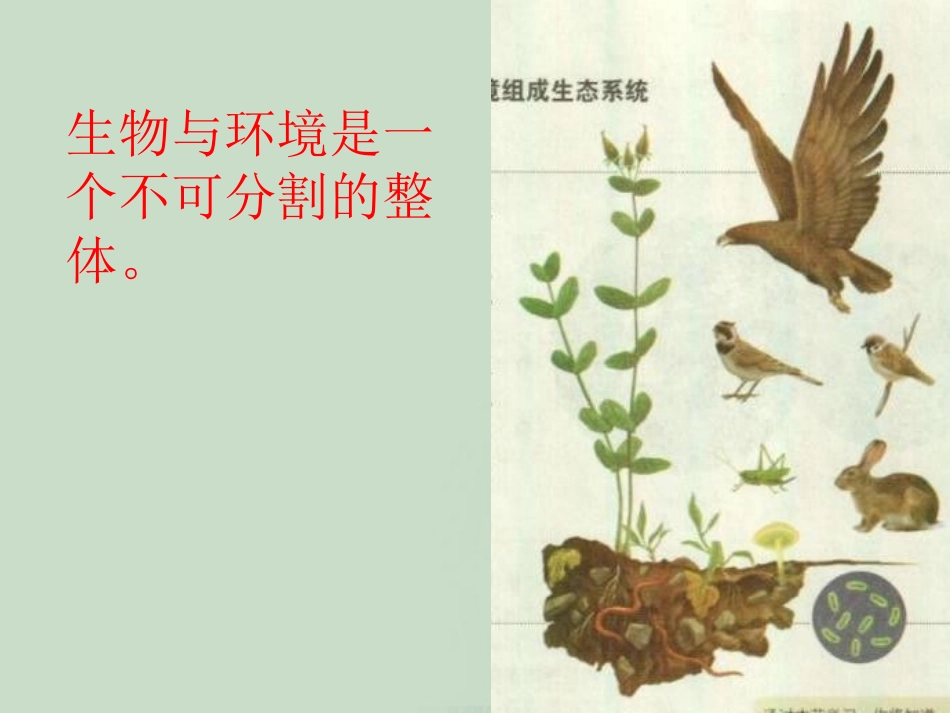 《生物与环境组成生态系统》了解生物圈PPT课件[人教版七年级生物]_第3页