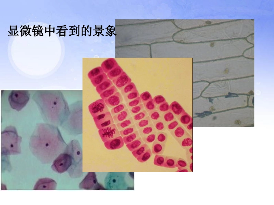 《练习使用显微镜》细胞是生命活动的基本单位PPT课件_第3页