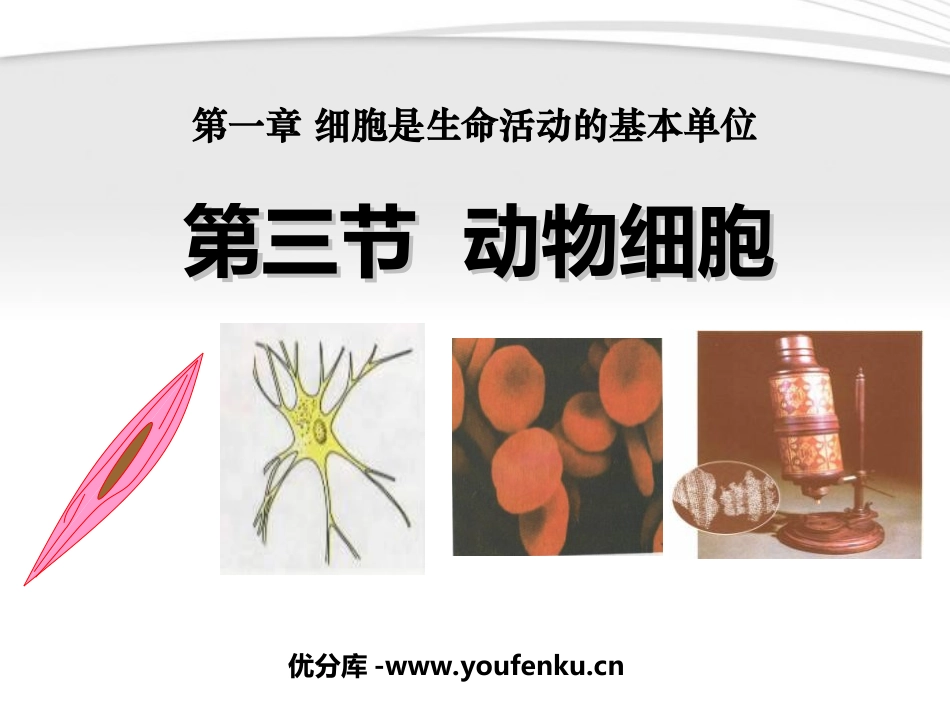 《动物细胞》细胞是生命活动的基本单位PPT课件[人教版七年级生物]_第1页