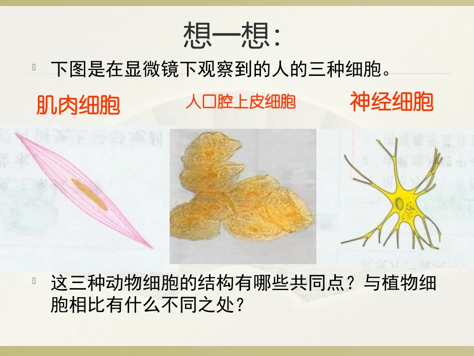 《动物细胞》细胞是生命活动的基本单位PPT课件[人教版七年级生物]_第2页
