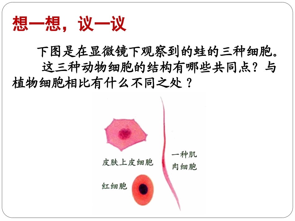 《动物细胞》细胞是生命活动的基本单位PPT课件[人教版七年级生物]_第2页