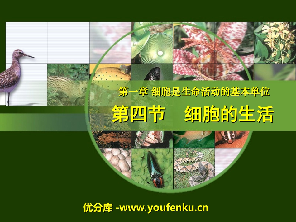 《细胞的生活》细胞是生命活动的基本单位PPT课件_第1页