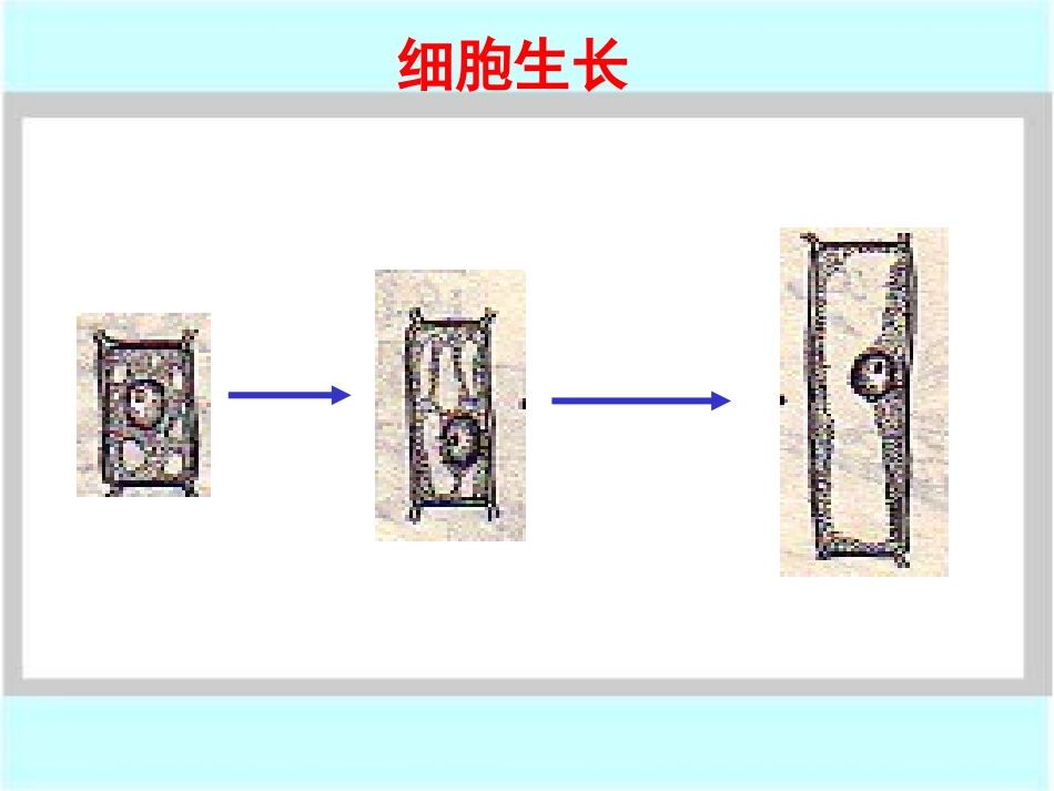 《细胞通过分裂产生新细胞》细胞怎样构成生物体PPT课件_第3页