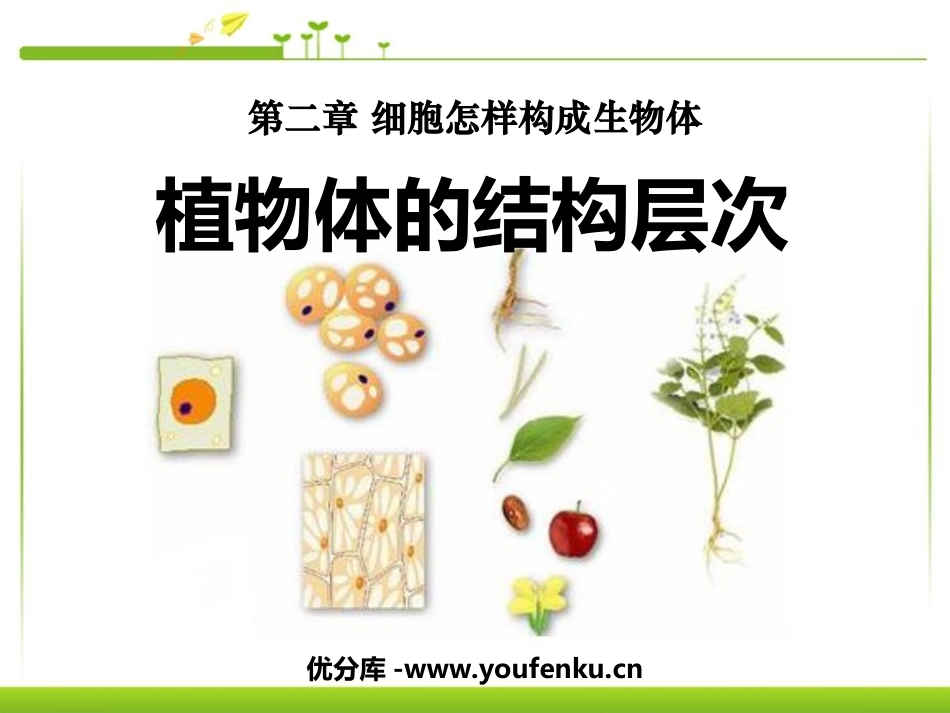 《植物体的结构层次》细胞怎样构成生物体PPT课件_第1页