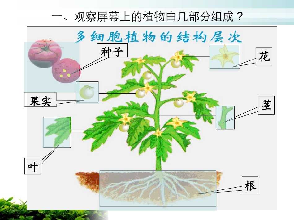 《植物体的结构层次》细胞怎样构成生物体PPT课件_第3页