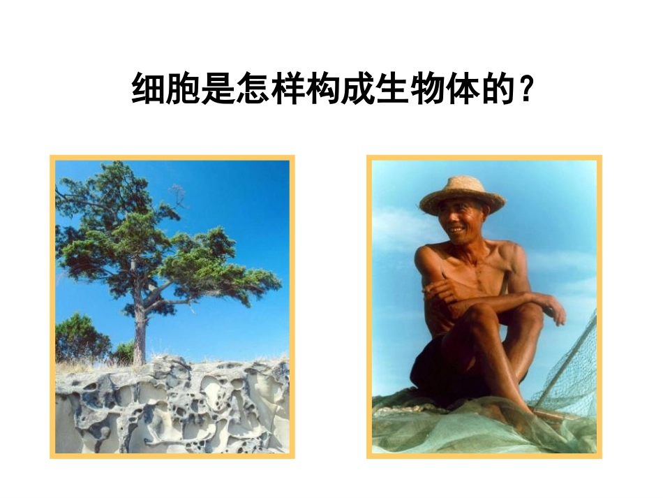 《植物体的结构层次》细胞怎样构成生物体PPT课件_第2页