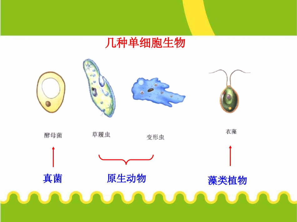 《单细胞生物》细胞怎样构成生物体PPT课件[人教版七年级生物]_第3页