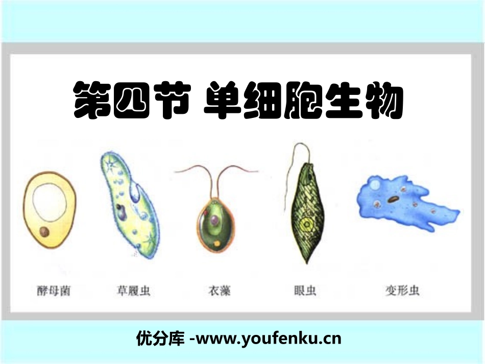 《单细胞生物》细胞怎样构成生物体PPT课件[人教版七年级生物]_第1页
