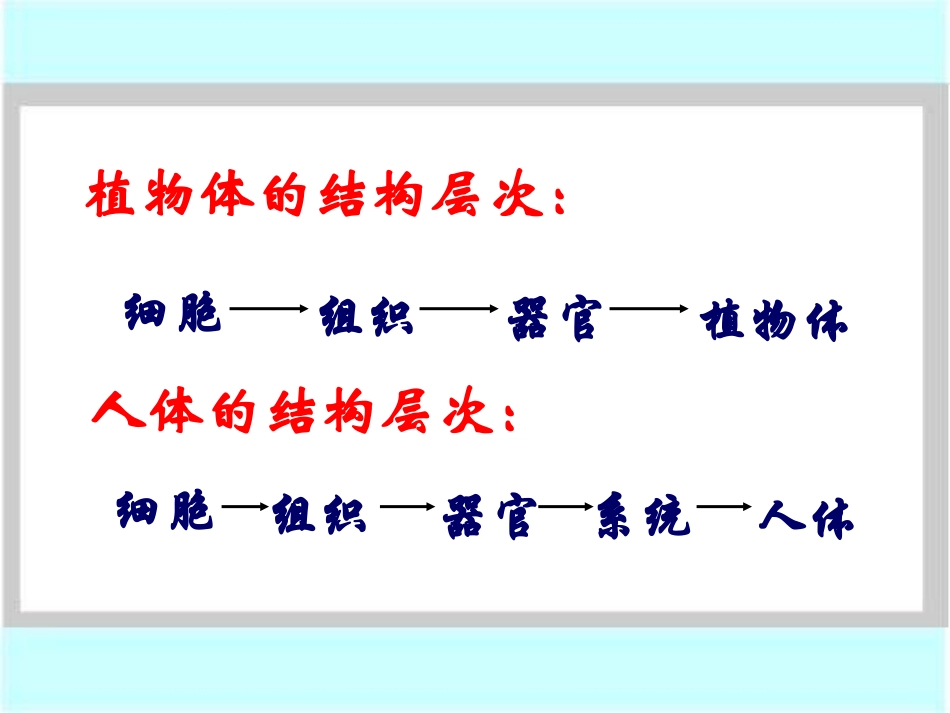 《单细胞生物》细胞怎样构成生物体PPT课件[人教版七年级生物]_第2页