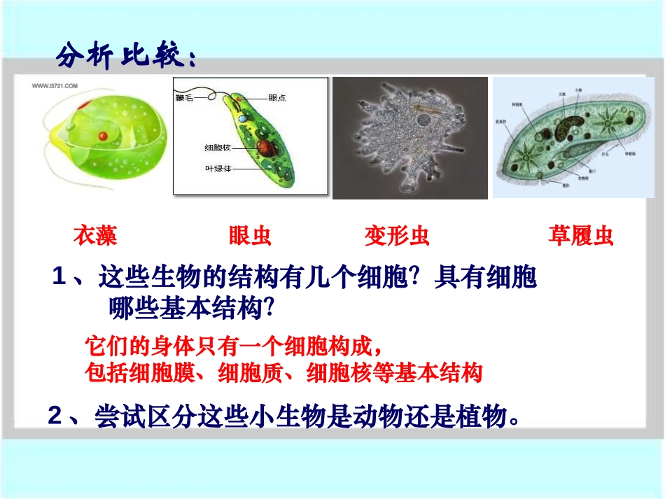 《单细胞生物》细胞怎样构成生物体PPT课件[人教版七年级生物]_第3页