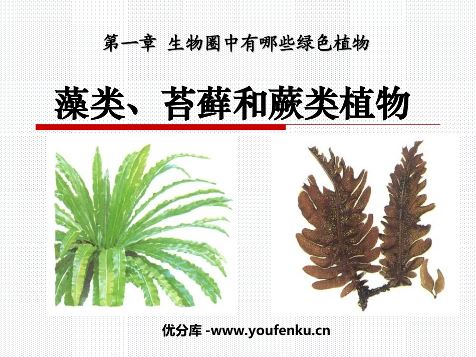 《藻类苔藓和蕨类植物》生物圈中有哪些绿色植物PPT课件_第1页