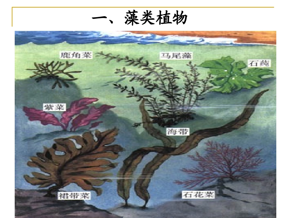 《藻类苔藓和蕨类植物》生物圈中有哪些绿色植物PPT课件_第3页