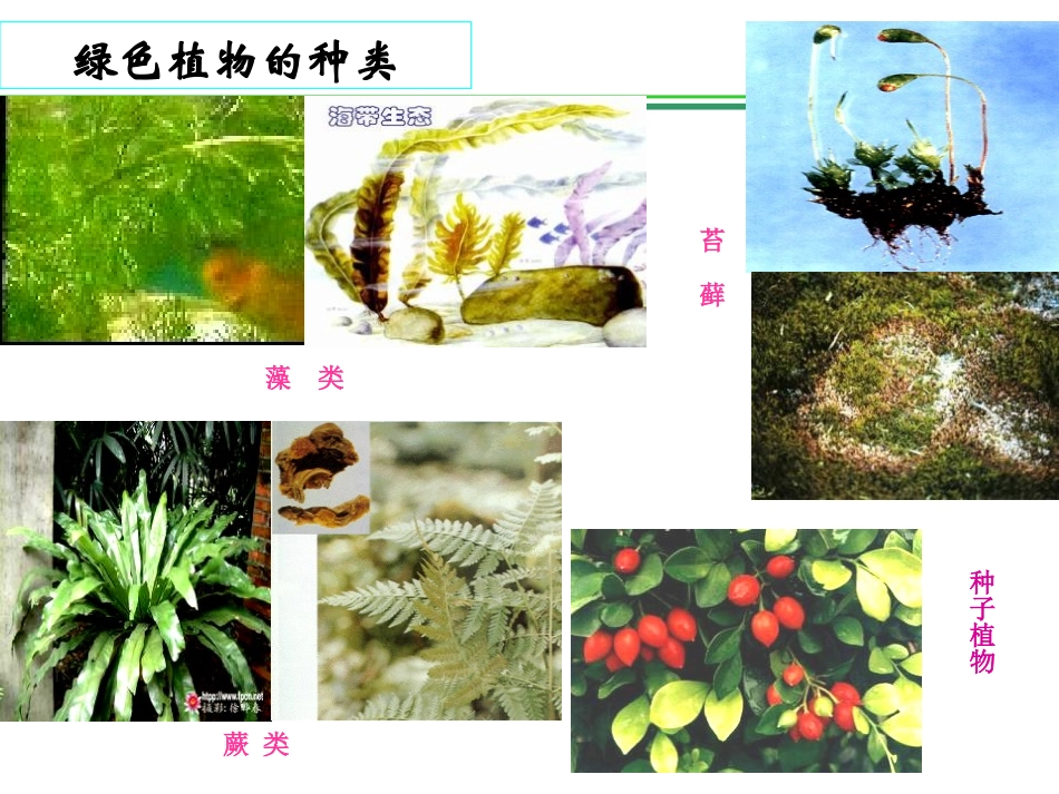 《藻类苔藓和蕨类植物》生物圈中有哪些绿色植物PPT课件_第2页
