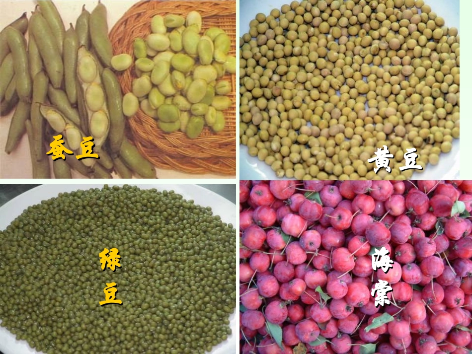 《种子植物》生物圈中有哪些绿色植物PPT课件[人教版七年级生物]_第2页