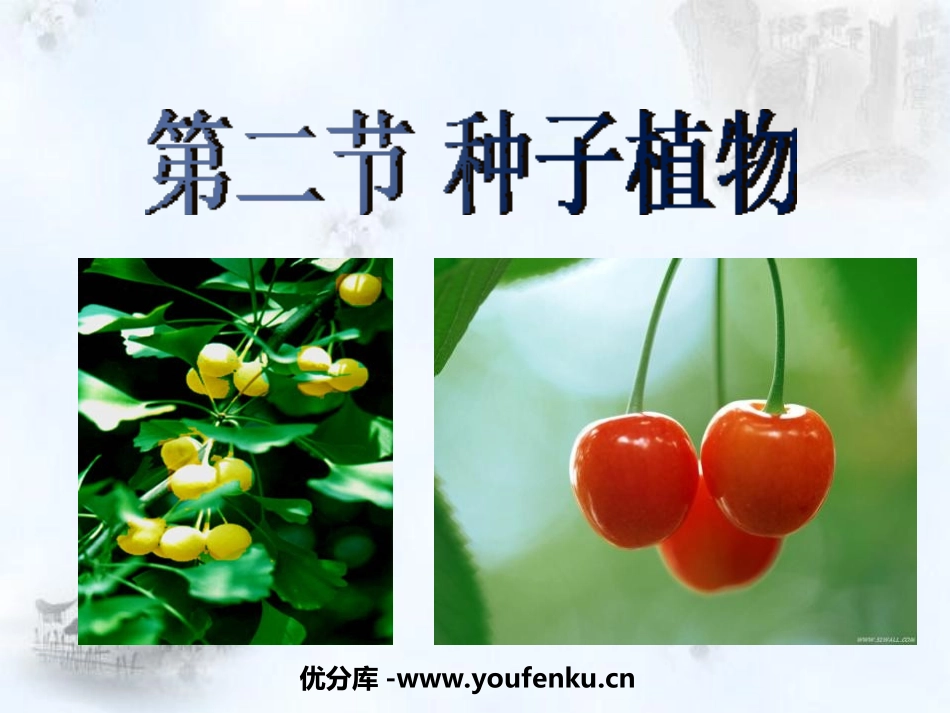 《种子植物》生物圈中有哪些绿色植物PPT课件[人教版七年级生物]_第1页