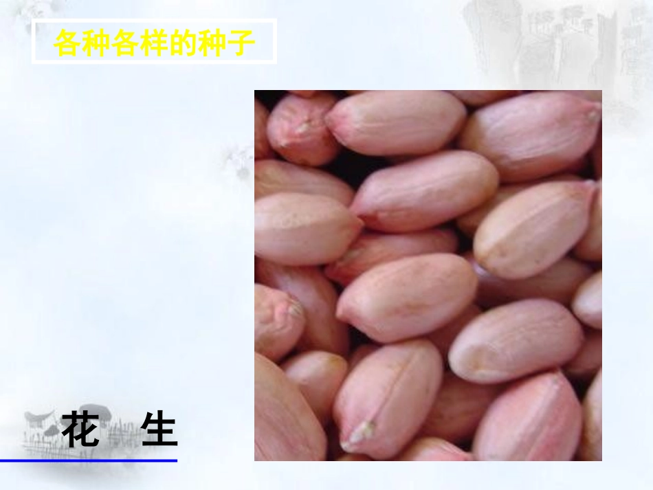《种子植物》生物圈中有哪些绿色植物PPT课件[人教版七年级生物]_第3页
