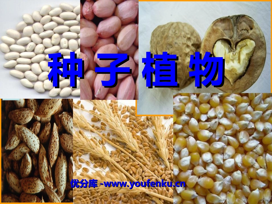 《种子植物》生物圈中有哪些绿色植物PPT课件[人教版七年级生物]_第1页