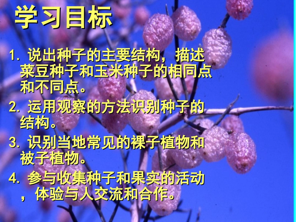 《种子植物》生物圈中有哪些绿色植物PPT课件[人教版七年级生物]_第3页