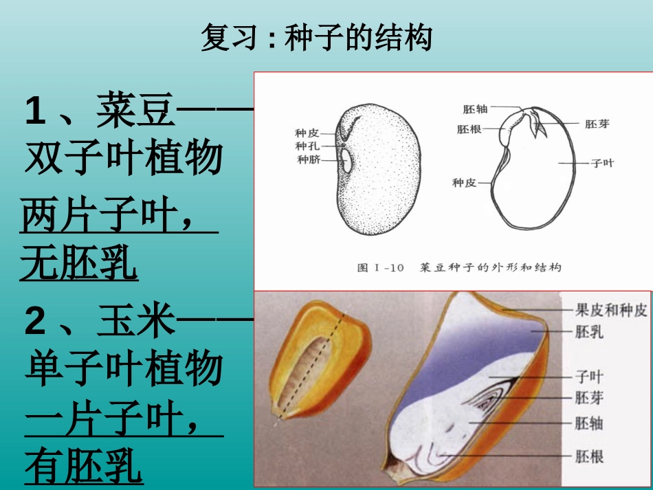 《种子的萌发》被子植物的一生PPT课件[人教版七年级生物]_第2页