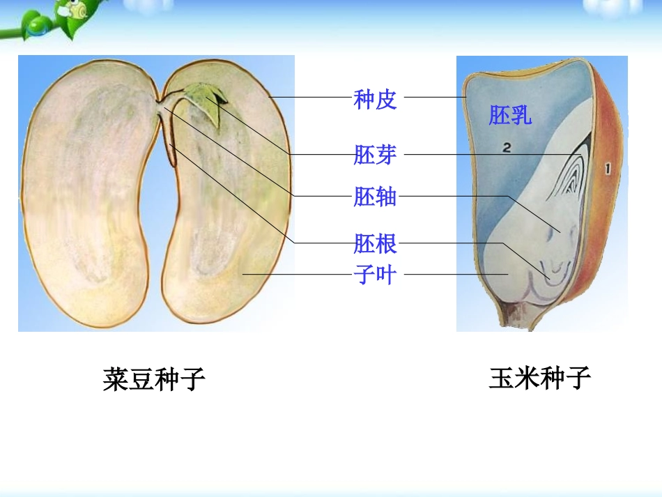 《种子的萌发》被子植物的一生PPT课件[人教版七年级生物]_第3页
